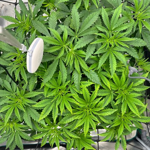 Zunami growlog photo: Foto gemacht nach 4 Stunden Licht