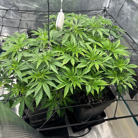 Zunami growlog photo: Foto gemacht nach 4 Stunden Licht
