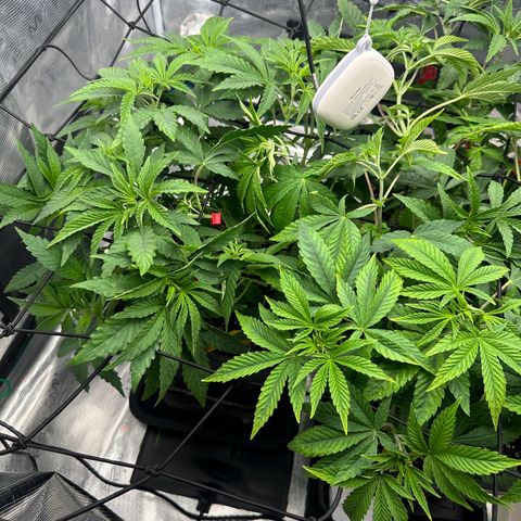 Zunami growlog photo: Nach dem ausweiten
