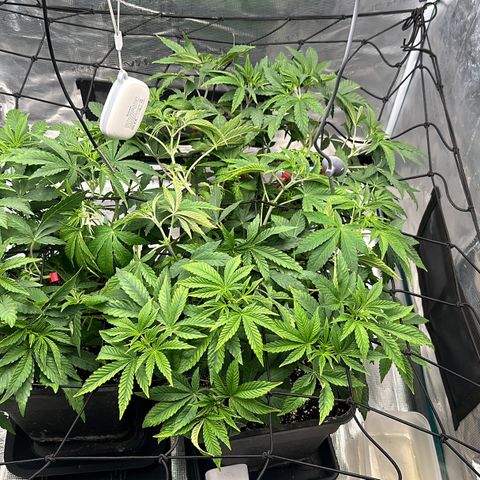 Zunami growlog photo: Nach dem ausweiten