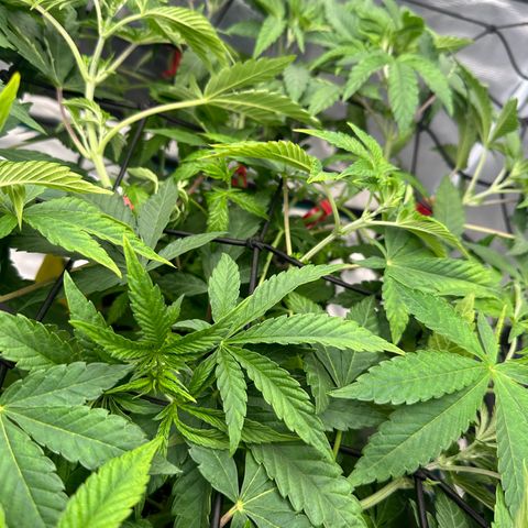 Zunami growlog photo: Nach dem ausweiten