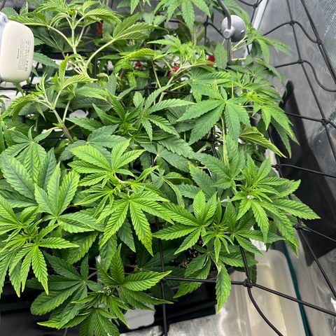Zunami growlog photo: Nach dem ausweiten