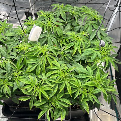 Zunami growlog photo: Anpassen , 1-2 Tage noch, dann Blütephase (40cm Höhe max,)