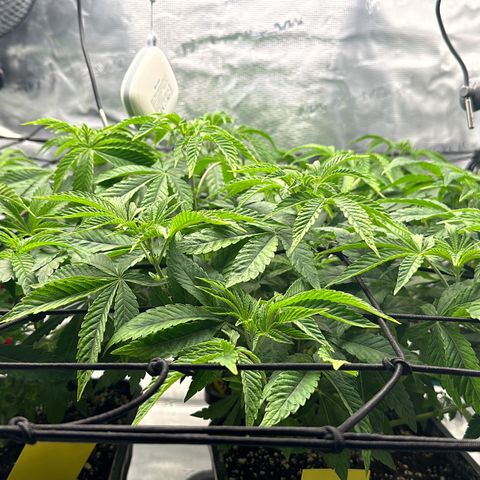 Zunami growlog photo: Anpassen , 1-2 Tage noch, dann Blütephase (40cm Höhe max,)