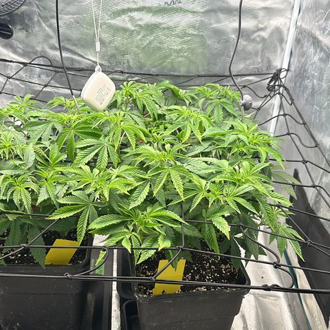 Zunami growlog photo: Anpassen , 1-2 Tage noch, dann Blütephase (40cm Höhe max,)