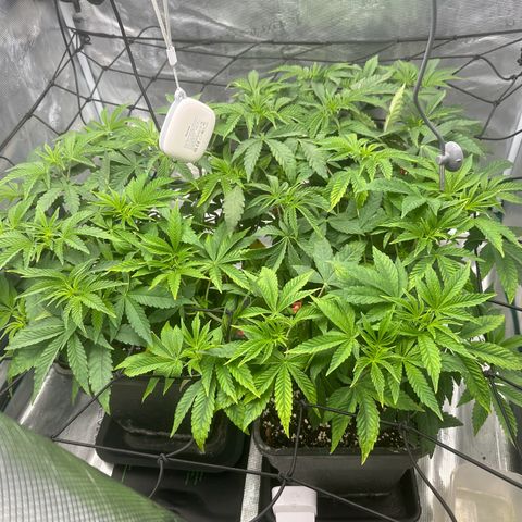 Zunami growlog photo: Filter aufgehangen