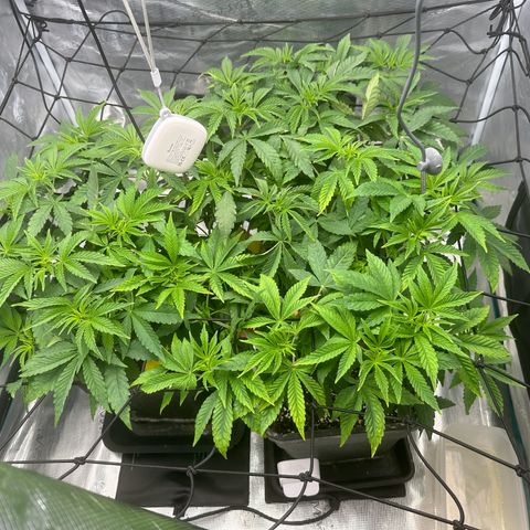 Zunami growlog photo: Filter aufgehangen
