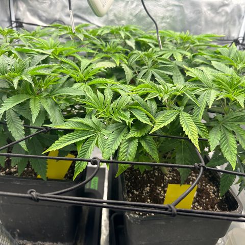 Zunami growlog timeline photo