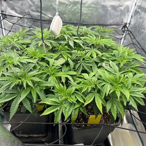 Zunami growlog timeline photo