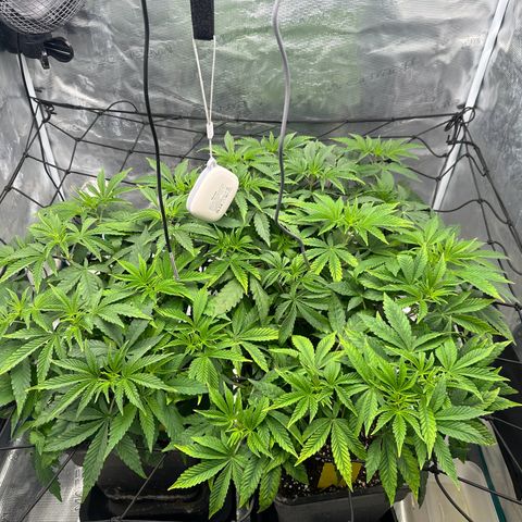Zunami growlog timeline photo