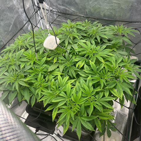 Zunami growlog timeline photo