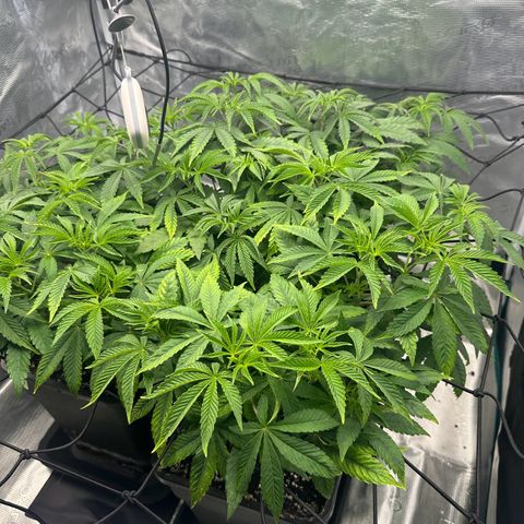 Zunami growlog timeline photo