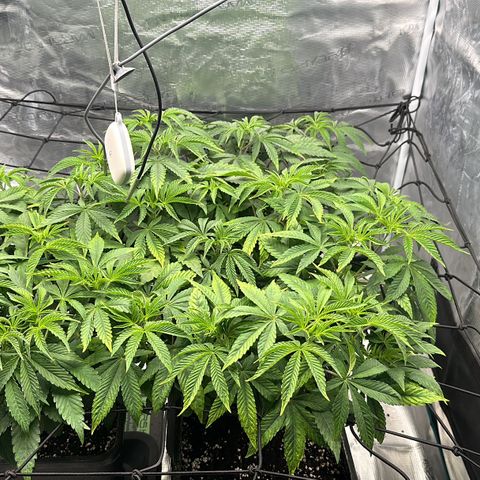 Zunami growlog timeline photo