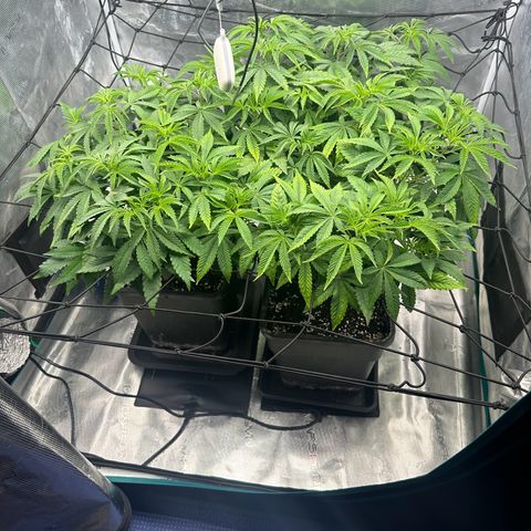 Zunami growlog timeline photo