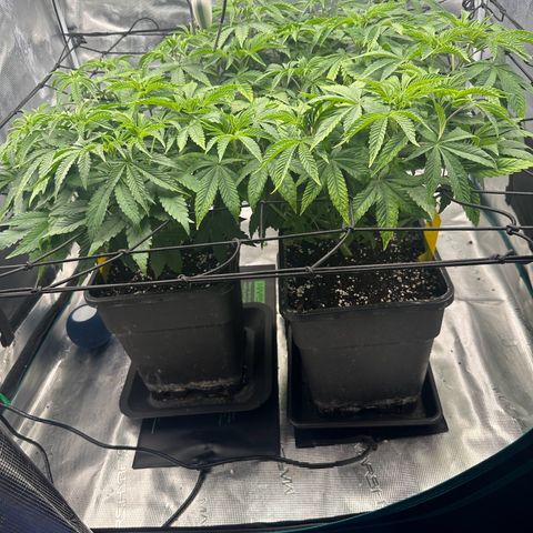 Zunami growlog timeline photo