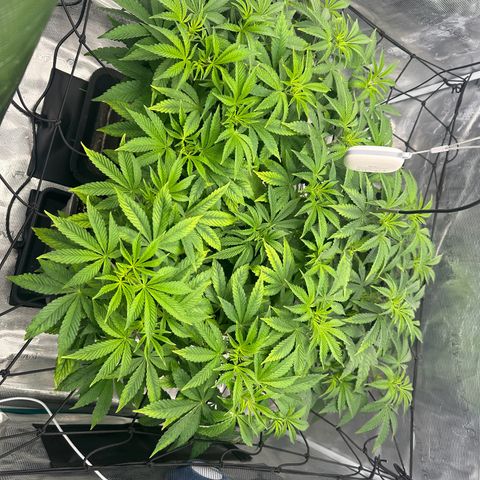 Zunami growlog photo: Pflanze (vorgedüngte Erde) muss sich die ersten Tage an den Dünger gewöhnen