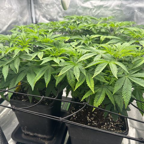 Zunami growlog photo: Pflanze (vorgedüngte Erde) muss sich die ersten Tage an den Dünger gewöhnen