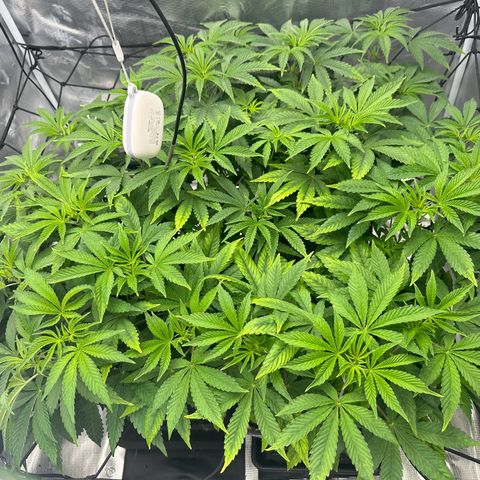 Zunami growlog timeline photo