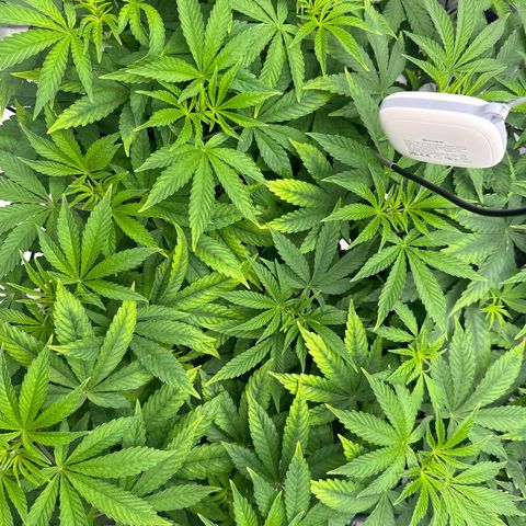 Zunami growlog timeline photo