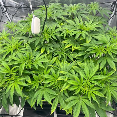 Zunami growlog timeline photo