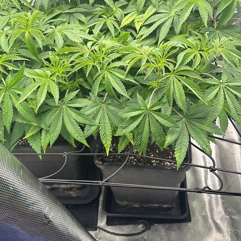 Zunami growlog timeline photo