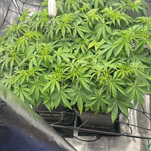 Zunami growlog timeline photo