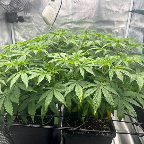 Zunami growlog timeline photo