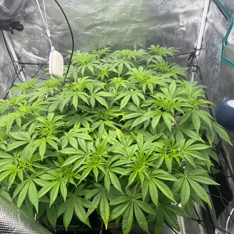 Zunami growlog timeline photo