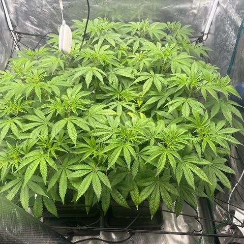 Zunami growlog timeline photo
