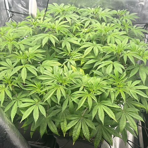 Zunami growlog timeline photo