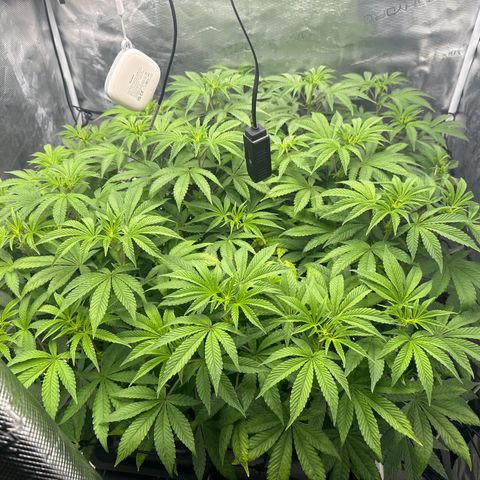 Zunami growlog timeline photo