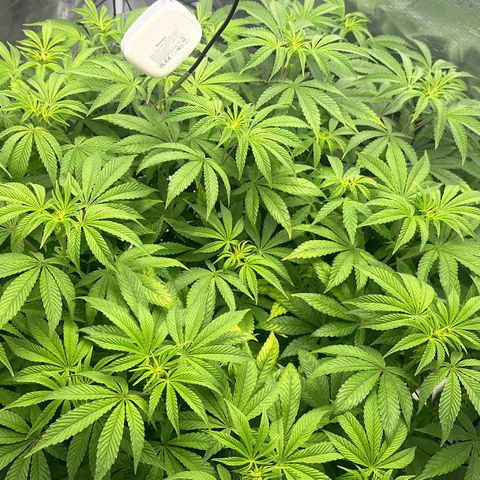 Zunami growlog timeline photo