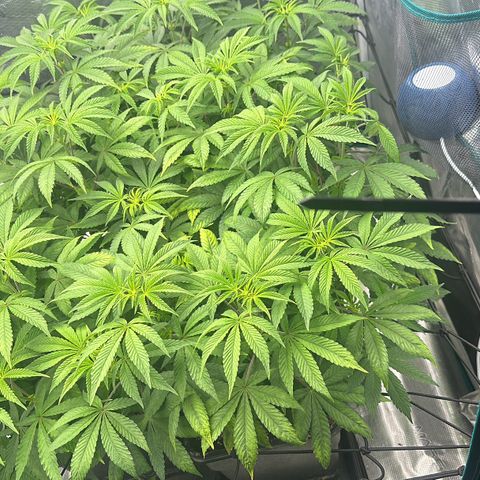 Zunami growlog timeline photo
