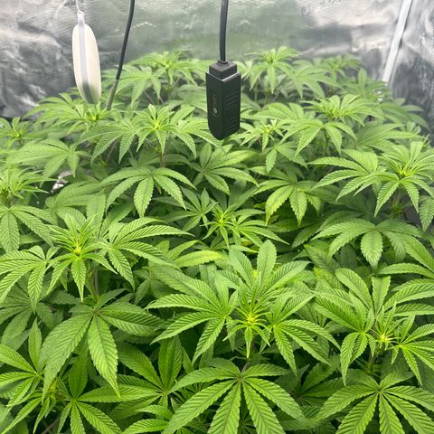 Zunami growlog timeline photo