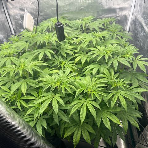 Zunami growlog timeline photo