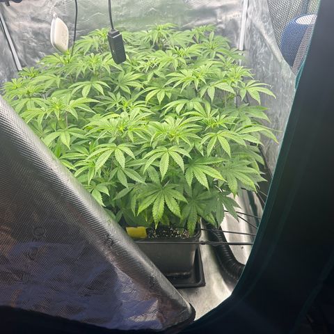 Zunami growlog timeline photo