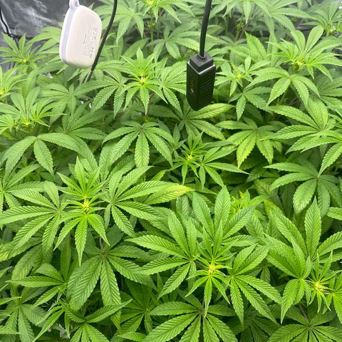 Zunami growlog timeline photo