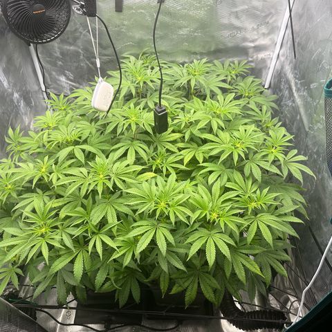 Zunami growlog timeline photo