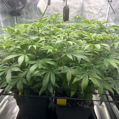 Zunami growlog timeline photo