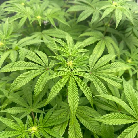 Zunami growlog timeline photo