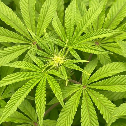 Zunami growlog timeline photo