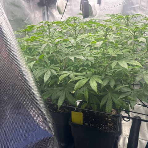 Zunami growlog timeline photo