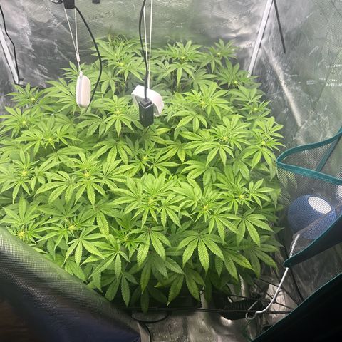 Zunami growlog timeline photo