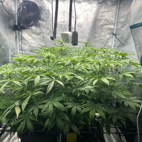 Zunami growlog timeline photo