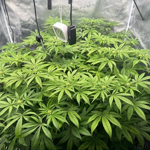 Zunami growlog timeline photo