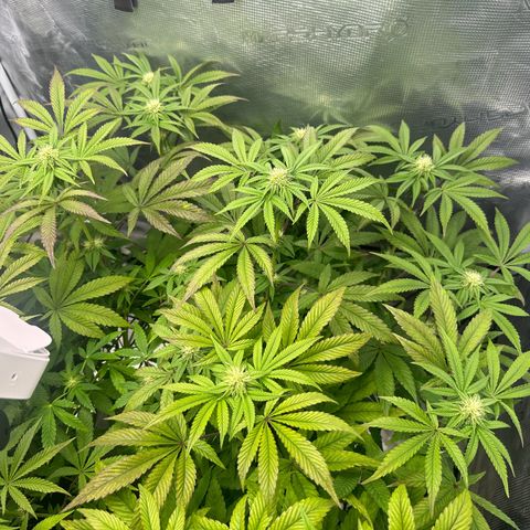 Zunami growlog timeline photo