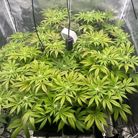 Zunami growlog timeline photo