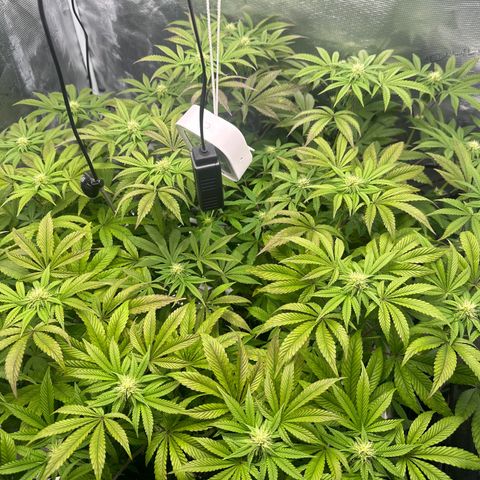 Zunami growlog timeline photo