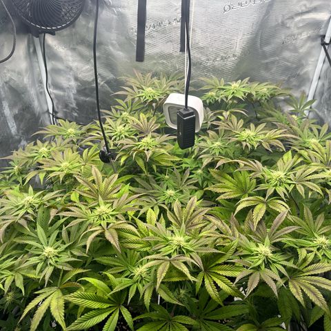 Zunami growlog timeline photo