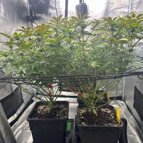 Zunami growlog timeline photo